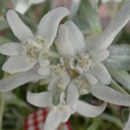 Tonihuette